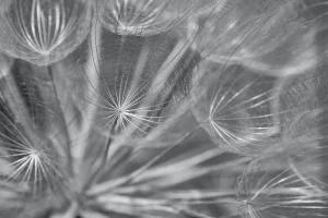 claire-luchini_photo-background_wolfgang-hasselmann-unsplash
